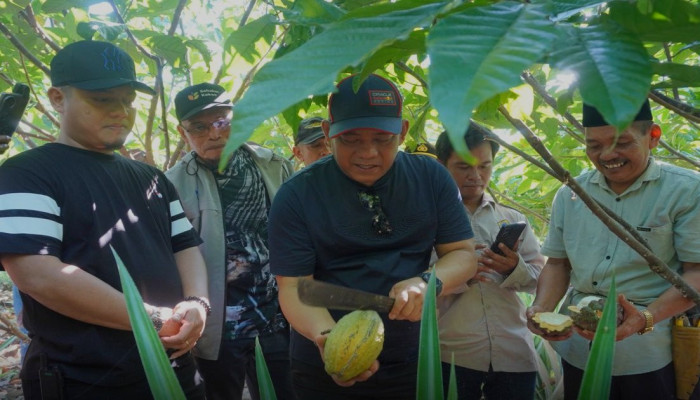 8 Juta Bibit Kakao Siap Disebar ke Petani Luwu, Benih Bersumber dari Kebun Bersertifikat