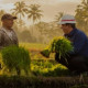 Irigasi DI Beo Talaud Hidup Lagi Setelah 4 Tahun Mati, Petani Tak Lagi Bergantung Hujan