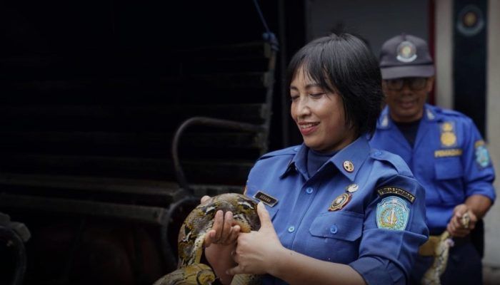 Puluhan Perempuan Bertugas di Satpol PP Ponorogo: Dari Penjinakan Ular Berbisa hingga Penertiban Reklame Liar