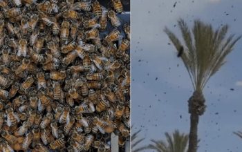 Puluhan Ribu Lebah Kepung Pesawat Militer Israel, Video Viral di Media Sosial