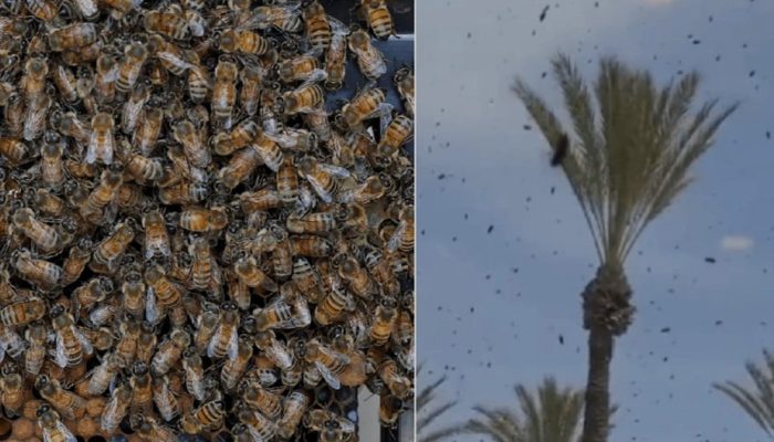 Puluhan Ribu Lebah Kepung Pesawat Militer Israel, Video Viral di Media Sosial