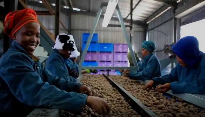 Tarif Nol Persen China Berlaku 1 Mei, Ekspor Kacang Pecan Afrika Selatan Berpeluang Melonjak