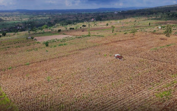 166 SPPG Polri Beroperasi, Prabowo: Jagung Strategis untuk Jaga Kedaulatan Pangan