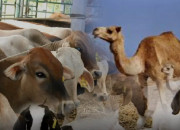 3 Jenis Hewan Kurban yang Sah Menurut Syariat Islam, dari Unta hingga Kambing