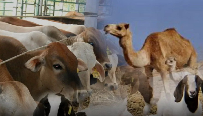 3 Jenis Hewan Kurban yang Sah Menurut Syariat Islam, dari Unta hingga Kambing