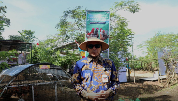 593.168 Ekor Hewan Kurban Tersedia di Jateng Jelang Iduladha 2026, Kerbau Jadi Satu-satunya yang Defisit