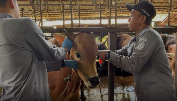 700-800 Ekor Sapi Masuk RPH Basirih Banjarmasin, Bebas Penyakit Jelang Idul Adha 1447 H