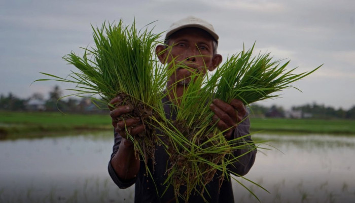 Benih Unggul Tentukan 40-60 Persen Hasil Panen, Kementan Perkuat Program Mandiri Benih