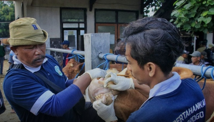 Jelang Idul Adha 1447 H, Warga Ponorogo Diimbau Tak Tertipu Hewan Kurban Besar tapi Belum Cukup Umur
