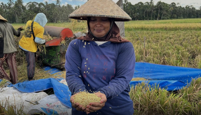 Lahan Pertanian Tabanan Makin Tergerus, Petani Panen Tiga Kali Setahun Terancam Alih Fungsi