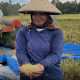 Lahan Pertanian Tabanan Makin Tergerus, Petani Panen Tiga Kali Setahun Terancam Alih Fungsi