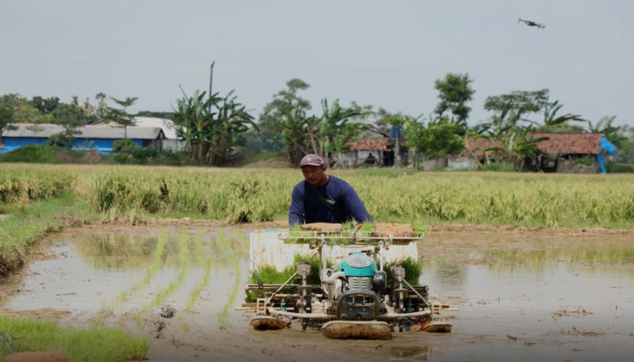 Panen 3 Kali Setahun, Petani Rembang Andalkan Alsintan Hadapi El Nino Godzilla 2026