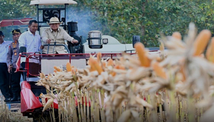 Panen Raya Jagung Serentak 189.760 Hektare, 100 Ton Siap Diekspor ke Malaysia