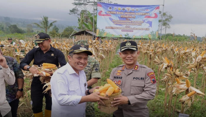 Panen Raya Jagung Wonosobo Hasilkan 7,6 Ton, Langsung Diserap Bulog