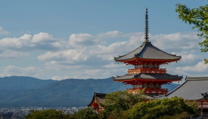 Bunga Stewartia di Kuil Torin-in Kyoto: Mekar Satu Hari, Gugur Membawa Makna Hidup
